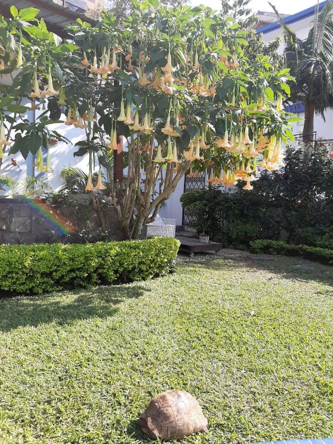 Figtree Guesthouse マプト エクステリア 写真